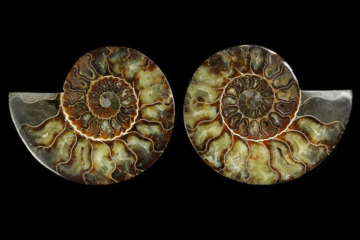 Agate Replaced Ammonite Fossil - Madagascar #169021